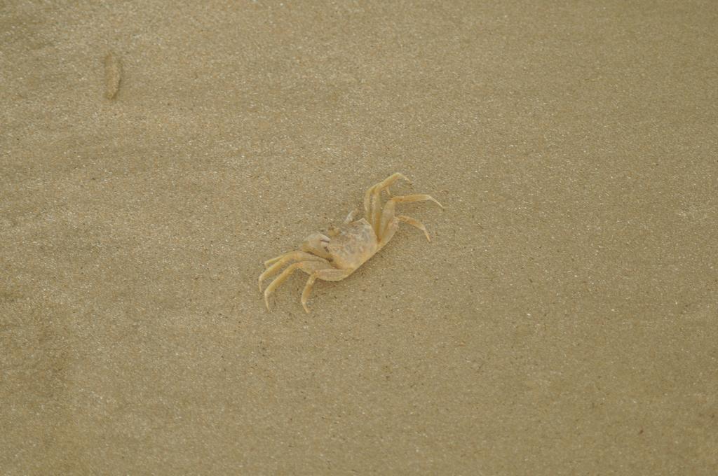 Sea Rock Beach Hotel 아루감 베이 외부 사진